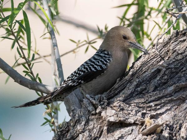 <h3><a href="/trips/Tucson_2023/biota/animalia/chordata/aves/039 piciformes/009 picidae/melanerpes uropygialis/melanerpes uropygialis-nl.html">Melanerpes&nbsp;uropygialis</a> / Gila&nbsp;woodpecker / Gilaspecht</h3>OM-1 met M.300mm F4.0 + MC-14, 1/3200 sec  bij F5.6, ISO 2000, afstand 10&nbsp;m